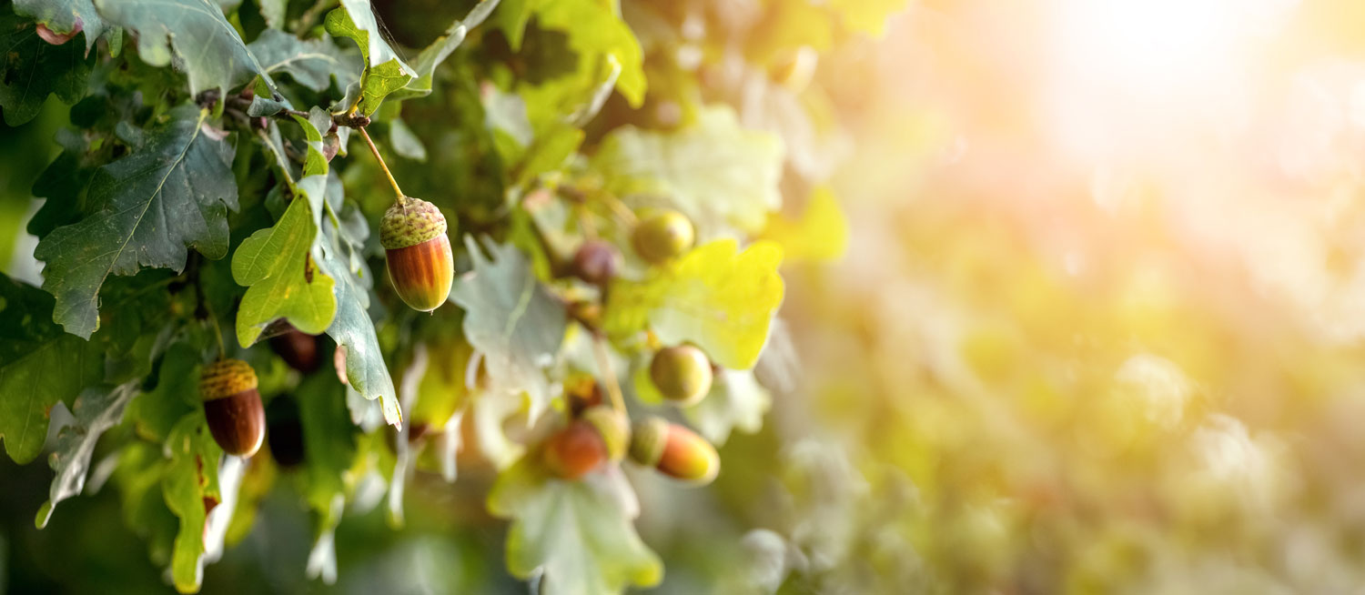 Acorn Flavor Drops – unesite u svoje recepte zemljanu esenciju